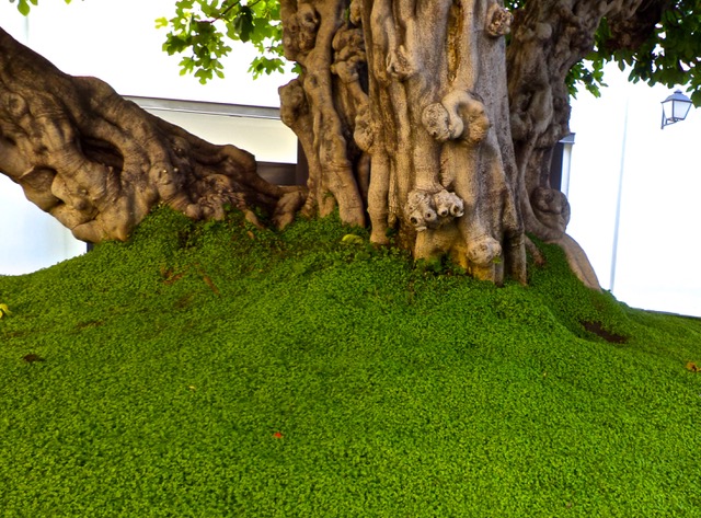 Tree trunk by the Picasso museum in Málaga. Photo © Karethe Linaae